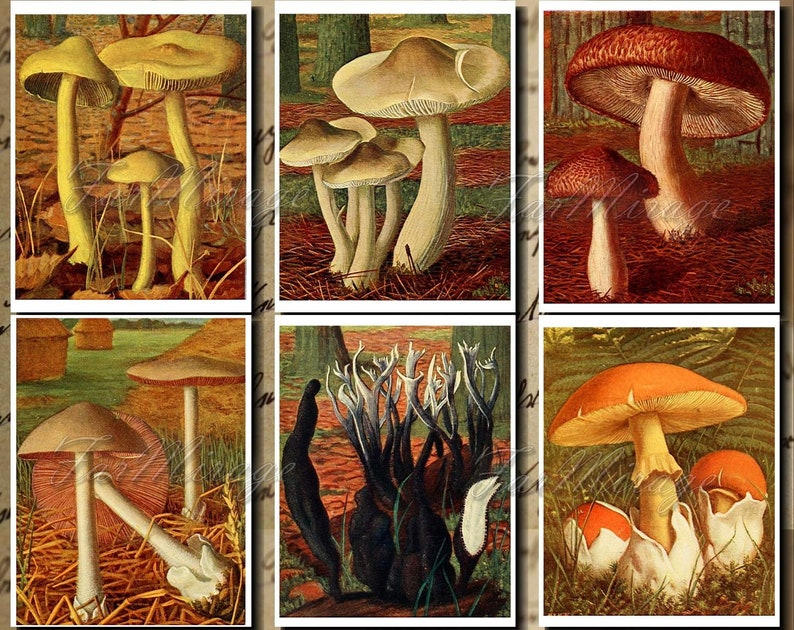 Pastel FUNGI-7 Set Digital Print A4 Collage Pack 54 Instant Download Ephemera Pack journal paper pack junk journal kit Printable Ephemera