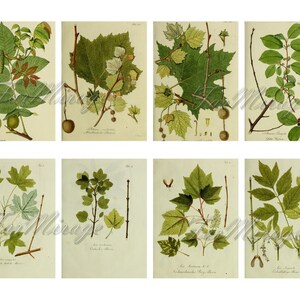 LEAVES SKETCHES Set #4 digital collage sheet 40 ATC cards Printable Instant Download Image Digital Cards Tags vintage journals herbarium