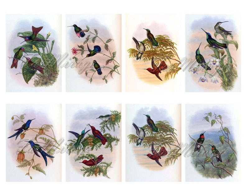 digital collage sheet 40 ATC cards Printable Instant Download Image Digital Cards Tags vintage image John book GOULD/'s HUMMINGBIRDS Set #6