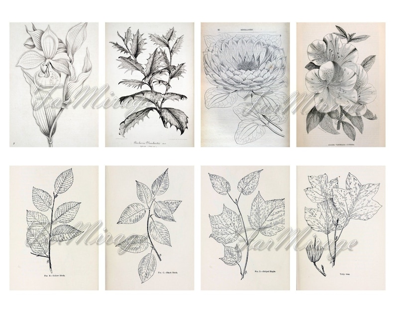 BOTANICAL SKETCHES Set #1 digital collage sheet 40 ATC cards Printable Instant Download Image Digital Cards Tags vintage image journals