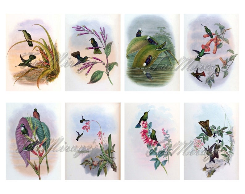 digital collage sheet 40 ATC cards Printable Instant Download Image Digital Cards Tags vintage image John book GOULD/'s HUMMINGBIRDS Set #6