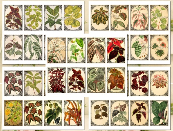 LEAVES SKETCHES Set #1 digital collage sheet 40 ATC cards Printable Instant Download Image Digital Cards Tags vintage journals herbarium