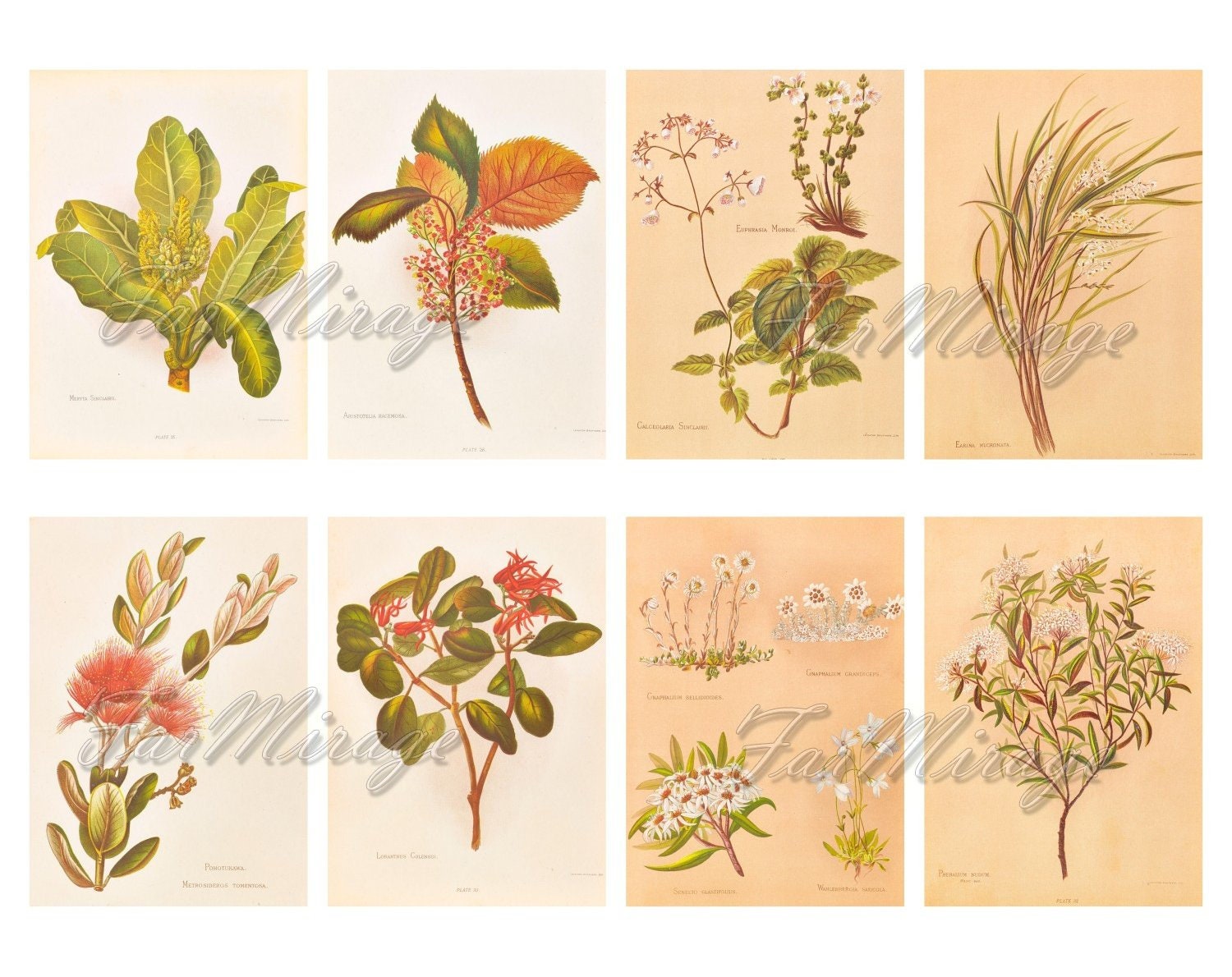 NATIVE FLOWERS of New ZEALAND digital collage sheet 40 atc Etsy