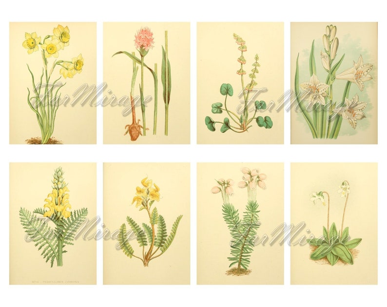 The FLORA of the ALPS Set #2 digital collage sheet 40 ATC cards Printable Instant Download Image Digital Cards Tags vintage journals kit