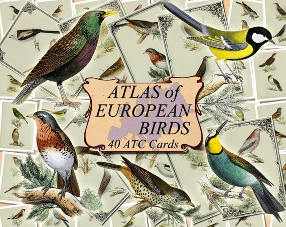digital collage sheet 40 ATC cards Printable Instant Download Image Digital Cards Tags vintage book page sheet album BIRD ATLAS Set #3