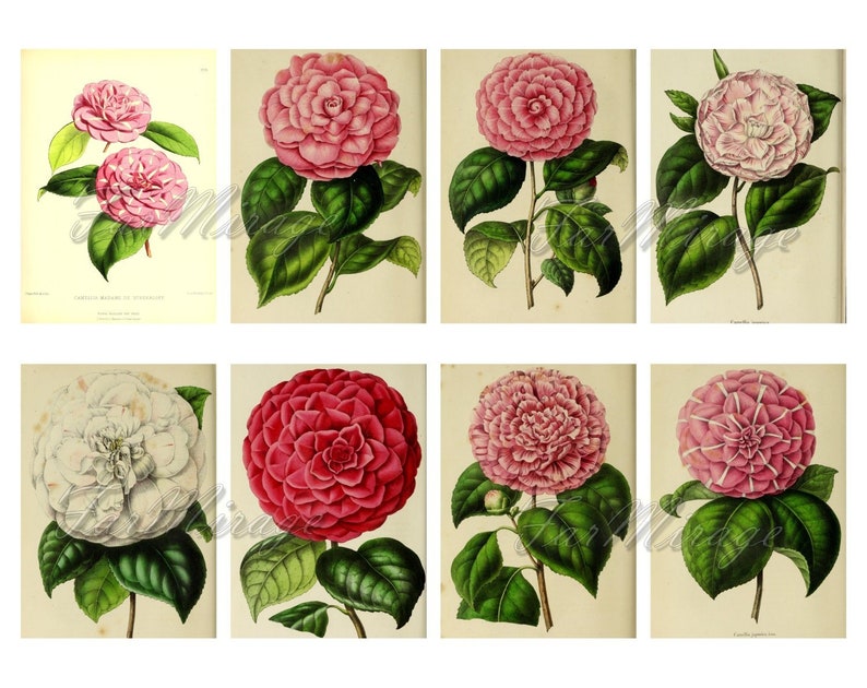 digital collage sheet 40 ATC cards Printable Instant Download Image Digital Cards Tags vintage image flowers journals CAMELLIA Set #8