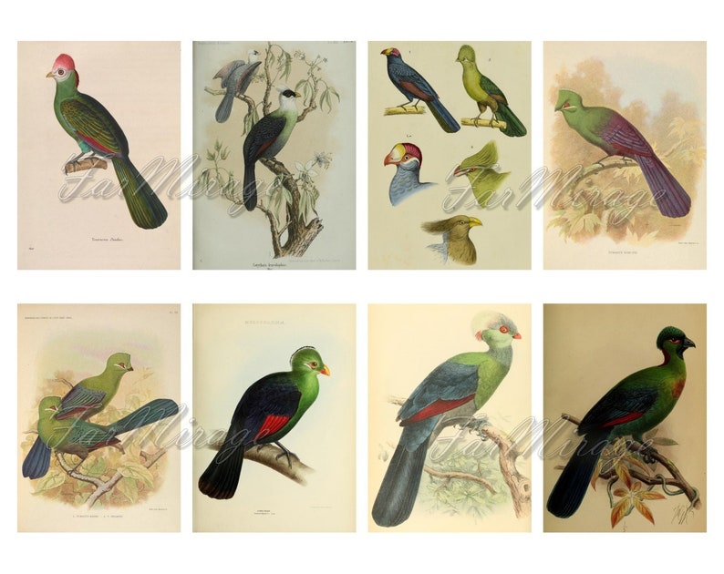 TURACOS BANANA-EATERS Set #1 digital collage sheet 40 atc cards Printable Instant Download Image Digital Cards Tags vintage tropical