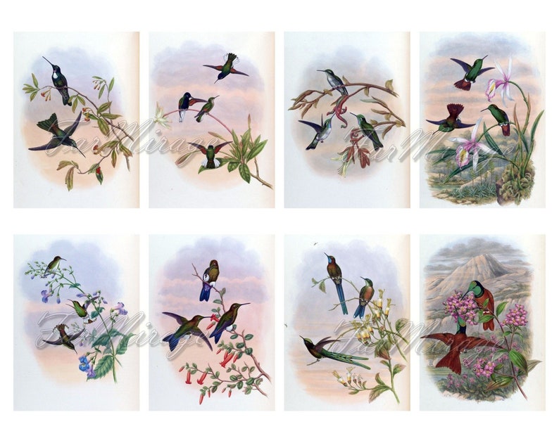 digital collage sheet 40 ATC cards Printable Instant Download Image Digital Cards Tags vintage image John book GOULD/'s HUMMINGBIRDS Set #6