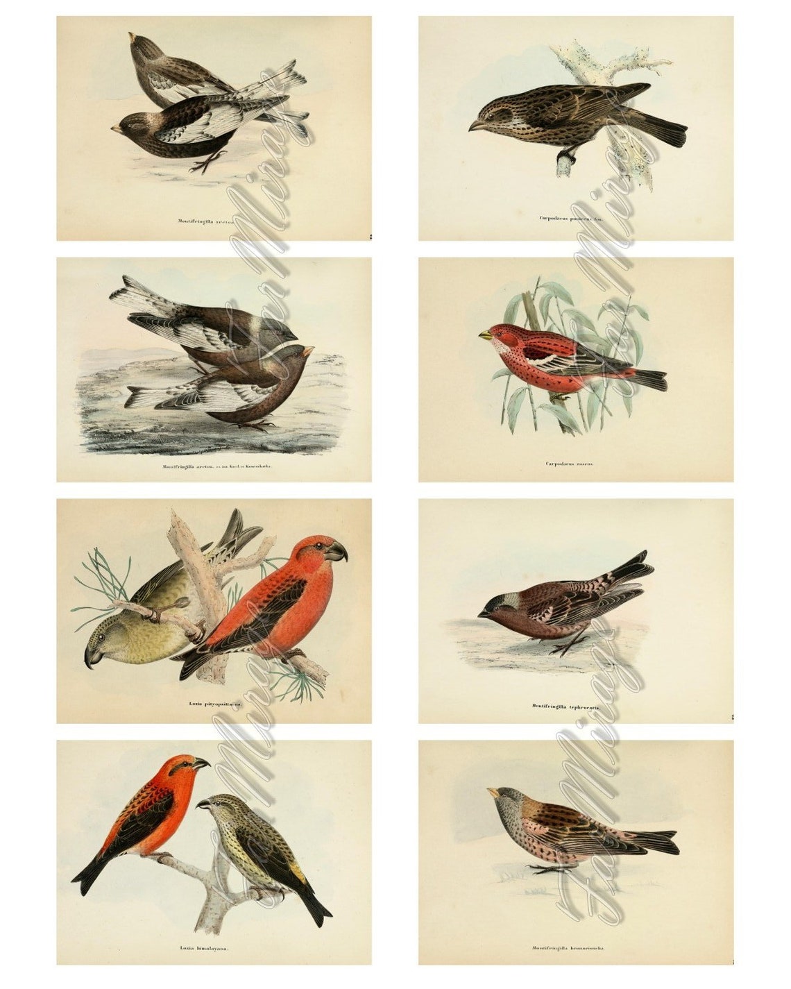 FINCHES Set 1 digital collage sheet 40 ATC cards Printable Etsy