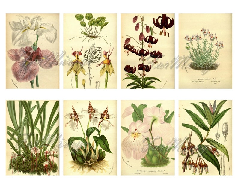 MERITORIOUS PLANTS Set #13 digital collage sheet 40 atc cards Printable Instant Download Image Digital Cards Tags vintage journals kit