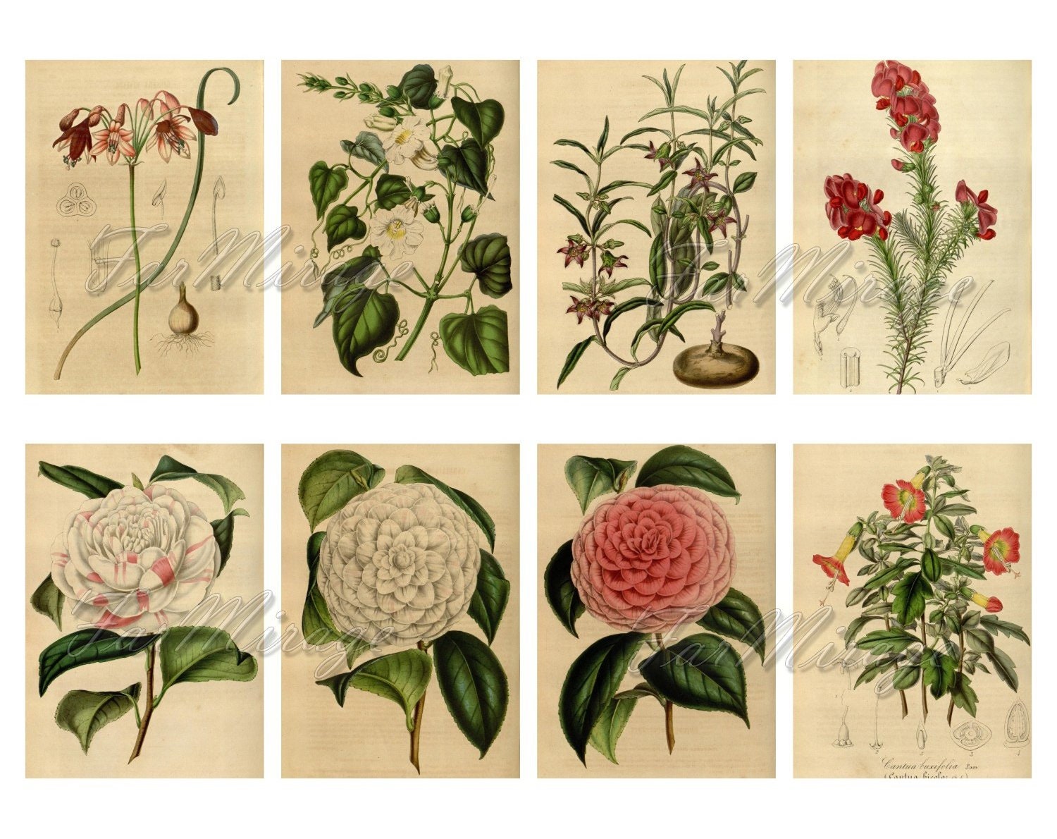 MERITORIOUS PLANTS Set 3 Digital Collage Sheet 40 Atc Cards | Etsy
