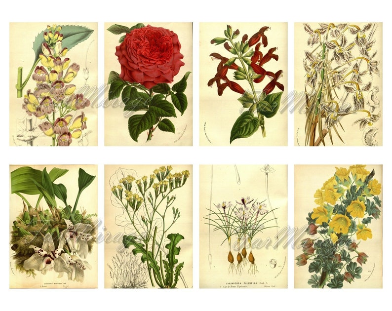MERITORIOUS PLANTS Set #13 digital collage sheet 40 atc cards Printable Instant Download Image Digital Cards Tags vintage journals kit