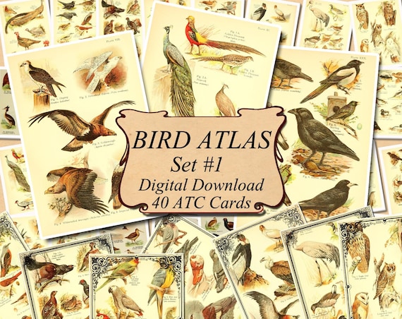 digital collage sheet 40 ATC cards Printable Instant Download Image Digital Cards Tags vintage book page sheet album BIRD ATLAS Set #3