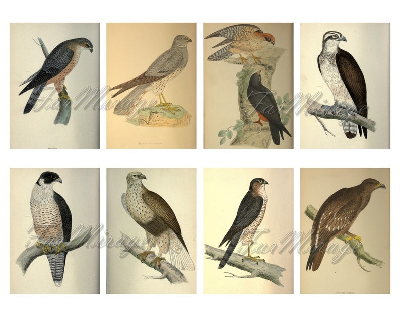 RAPTORS Set #20 digital collage sheet 40 ATC cards Printable Instant Download Image Digital Cards Tags vintage image birds or prey Eagles