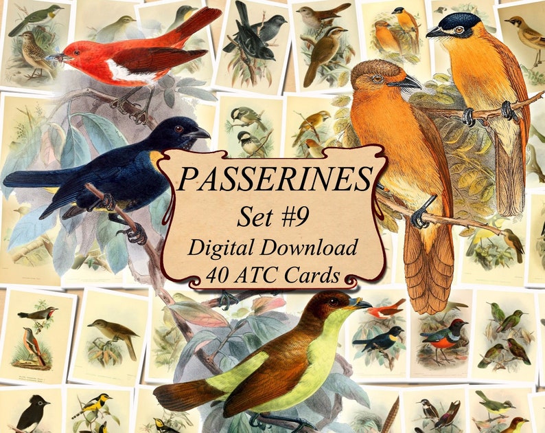 9 Vintage Birds TAGS printable digital download