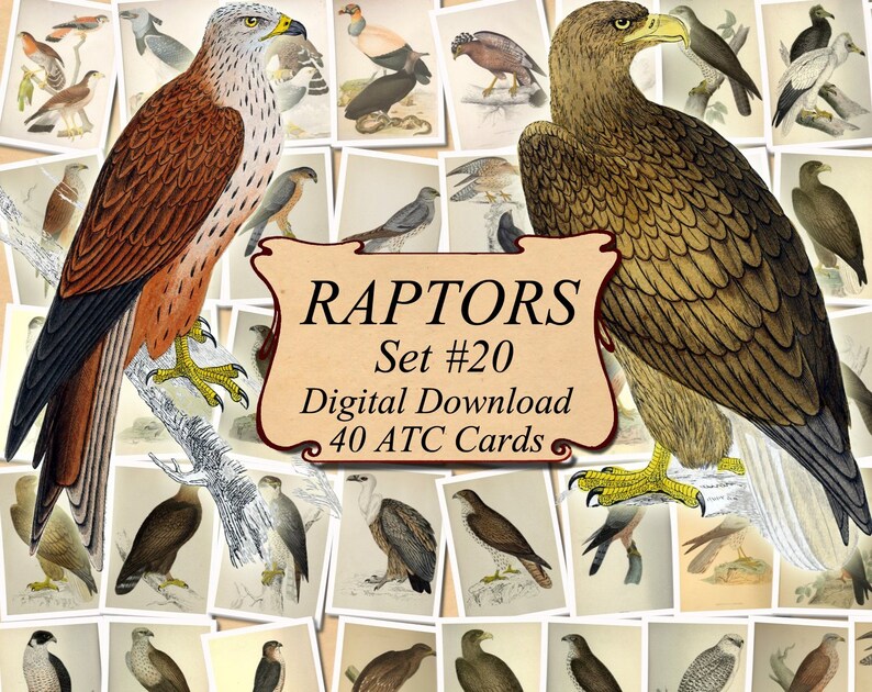 RAPTORS Set #20 digital collage sheet 40 ATC cards Printable Instant Download Image Digital Cards Tags vintage image birds or prey Eagles