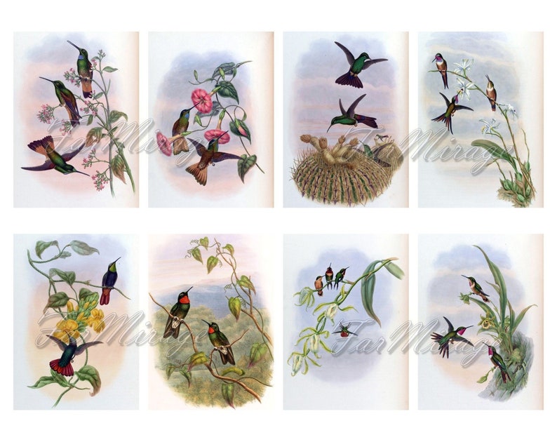 digital collage sheet 40 ATC cards Printable Instant Download Image Digital Cards Tags vintage image John book GOULD/'s HUMMINGBIRDS Set #6