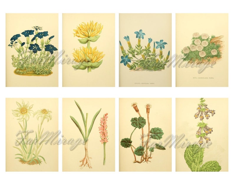 The FLORA of the ALPS Set #2 digital collage sheet 40 ATC cards Printable Instant Download Image Digital Cards Tags vintage journals kit