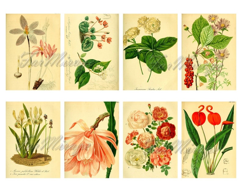 GARDEN FLORA Set #2 digital collage sheet 40 atc cards Printable Instant Download Image Digital Cards Tags vintage image journals kit