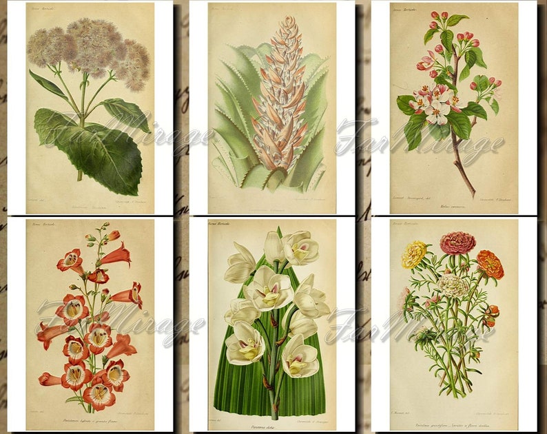 BOTANICALS Pastel-25 Set Digital Collage Pack 54 Instant Download Ephemera Pack journal cards paper pack junk journal kit Printable Ephemera