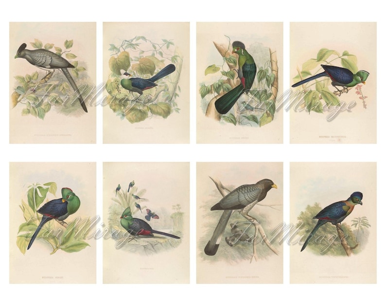 TURACOS BANANA-EATERS Set #1 digital collage sheet 40 atc cards Printable Instant Download Image Digital Cards Tags vintage tropical