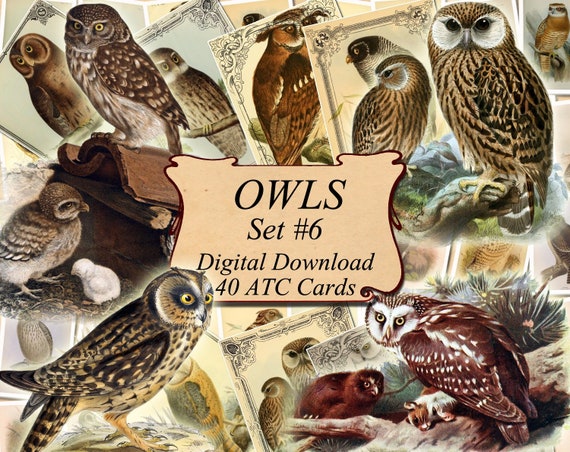 OWLS Set #3 digital collage sheet 40 ATC cards Printable Instant Download Image Digital Cards Tags vintage image bird Owl strix otus scops
