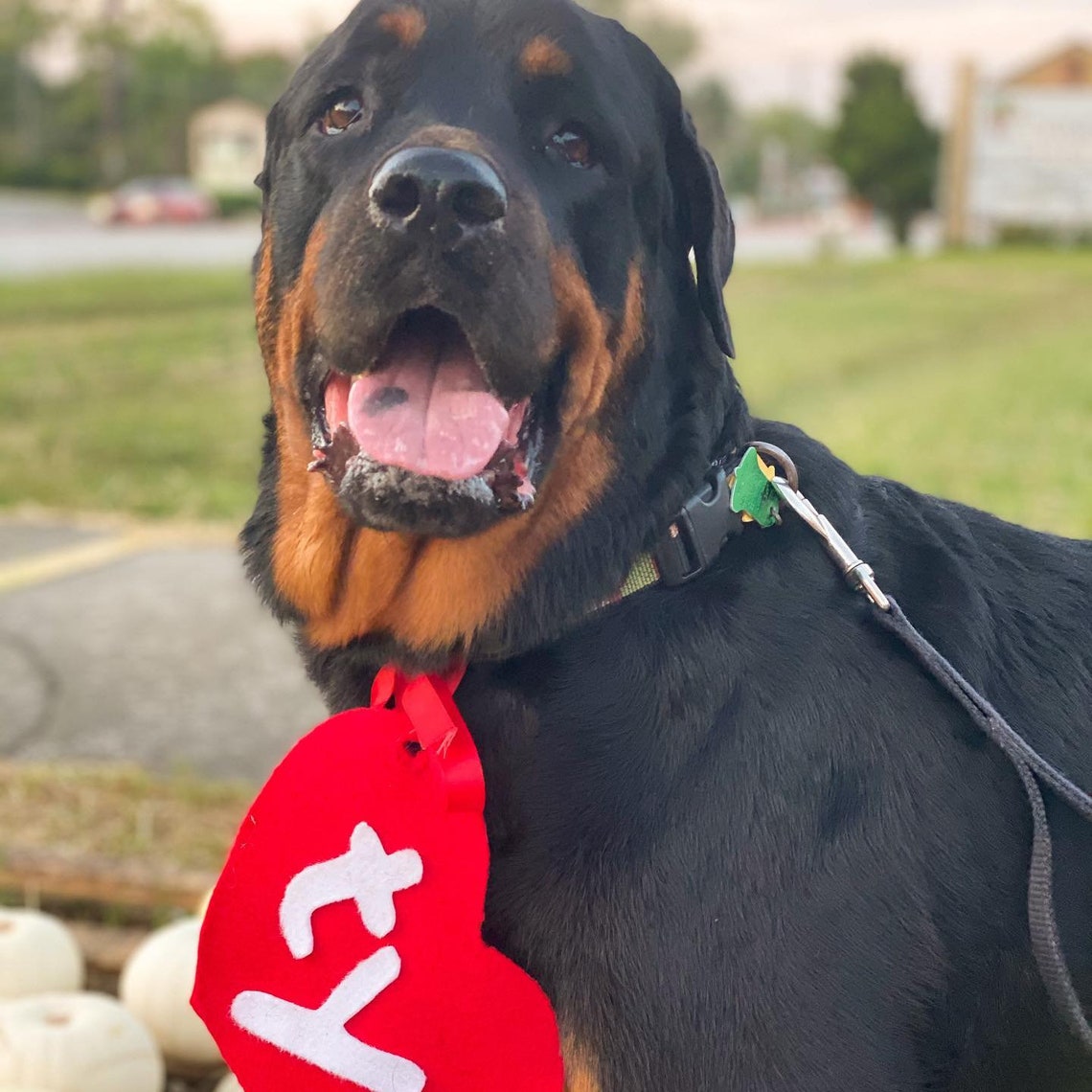 Beanie Baby Dog Costume beanie baby tag dog halloween Etsy