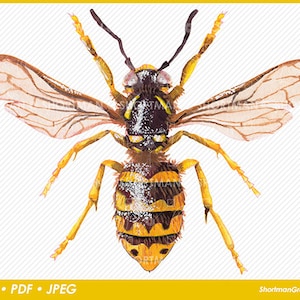 Wasp watercolor Clipart PNG - Wasp Clipart - JPG - PDF