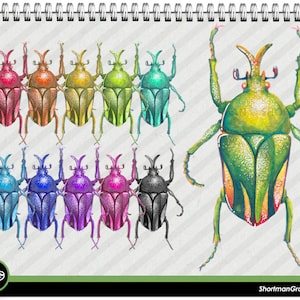 Beetle watercolor Clipart PNG - Beetle Clipart