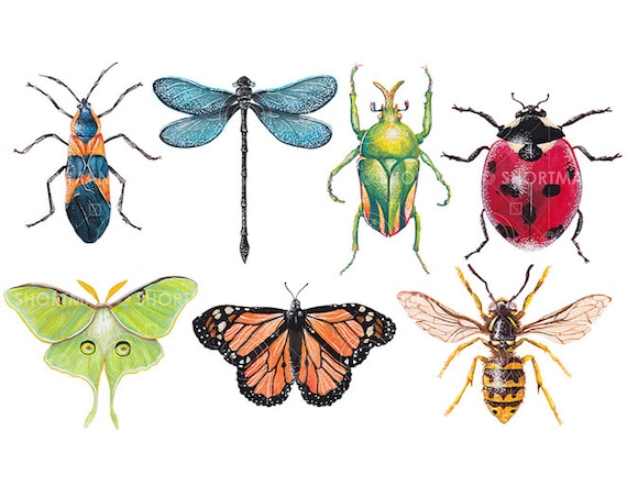 Watercolor Bugs Clipart Watercolor Insect Clipart Etsy