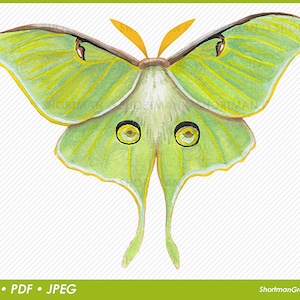 Motte Aquarell Clipart PNG - Grüne Motte Clipart - JPG