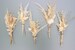Mini pampas grass bouquet / Dried flowers bunch / Natural Preserved Muted tone arrangement / Bud vase dry flowers bouquet in bleached color 