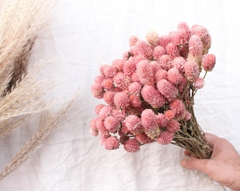 May include: A bouquet of dried pink globe amaranth flowers with long stems. The flowers are arranged in a hand-held bouquet.