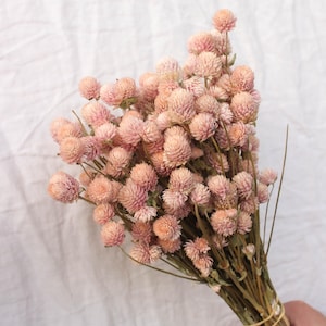 May include: A bouquet of dried pink globe amaranth flowers with brown stems tied together with a rubber band.