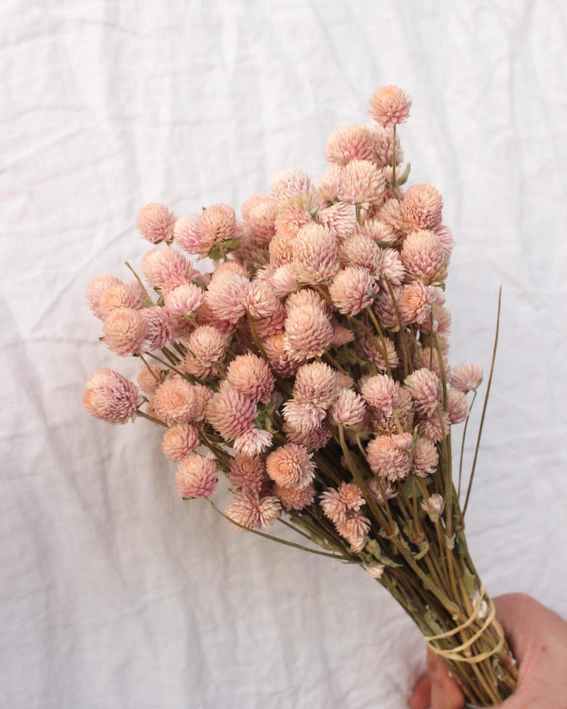 May include: A bouquet of dried pink globe amaranth flowers with brown stems tied together with a rubber band.