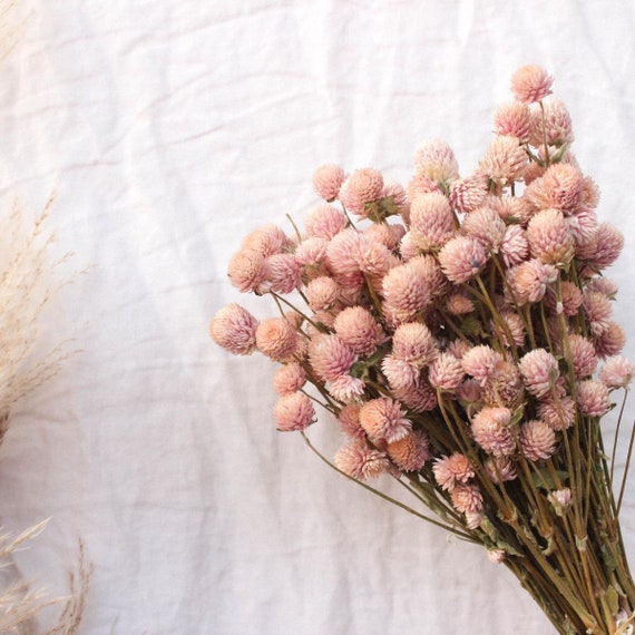 Light Pink Globe Amaranth / Peach Dried Blush Amaranthus Flowers Gomphrena