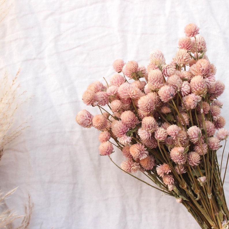 May include: A bouquet of dried pink globe amaranth flowers with brown stems against a white fabric background.