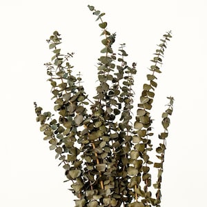 Frosted Green Eucalyptus Leaves / Preserved Leaves