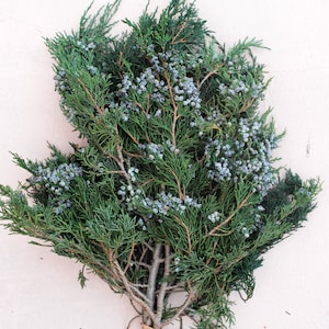 May include: A bundle of fresh juniper branches with blue-gray berries. The evergreen foliage is a deep green, and the berries are clustered throughout the branches. The stems are tied together with a natural twine, creating a rustic and natural aesthetic.
