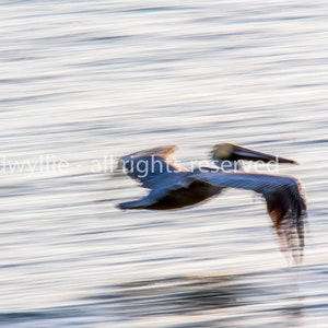 Pelican in Flight print, Florida beach, fine art image, nautical wall art