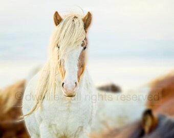 Icelandic Horse Color