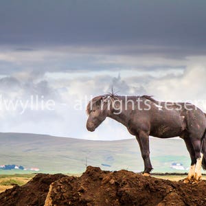 Icelandic Horse image 1