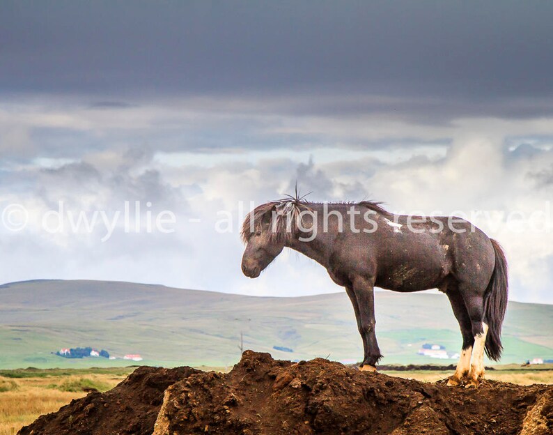 Icelandic Horse 画像 1