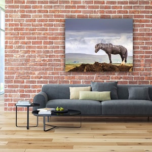 Icelandic Horse image 4