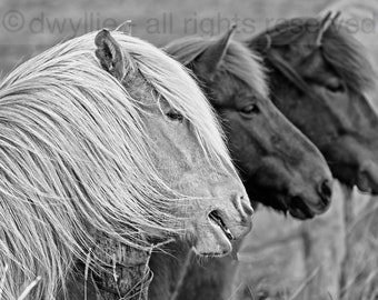 Icelandic Horses B&W