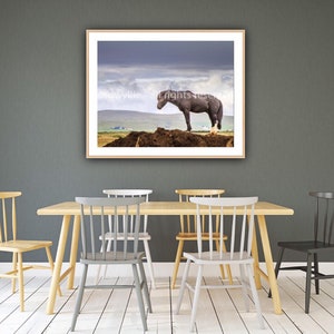 Icelandic Horse image 2