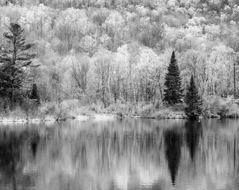 Lily Pond