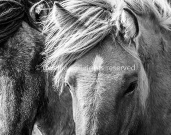 Icelandic Horses B&W