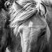 see more listings in the Icelandic Horses section