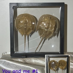 Horseshoe Crab shells.
